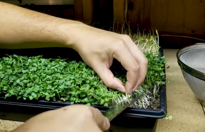 How to microgreen lettuce 5 - how to microgreen lettuce: 8 essential tips for vibrant, healthy greens