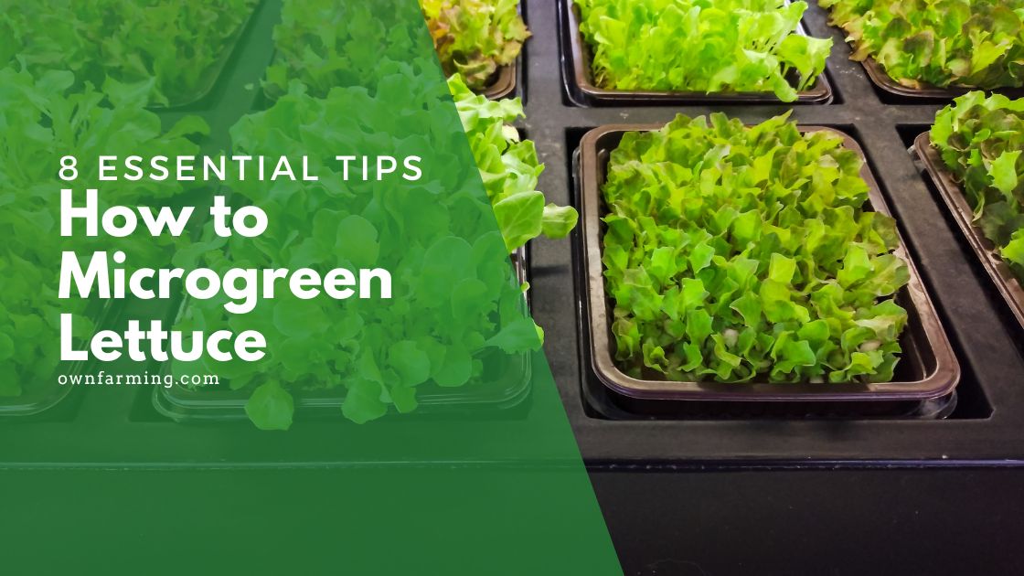 How to microgreen lettuce