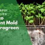 How to prevent mold in microgreen soil
