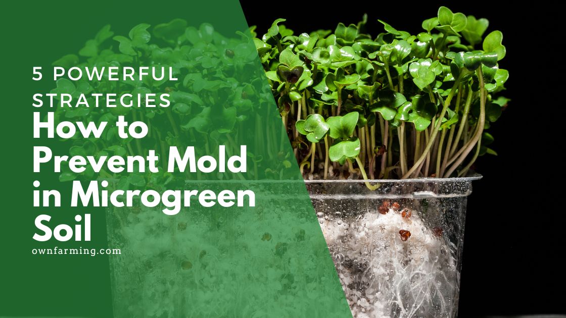 How to prevent mold in microgreen soil