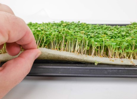 microgreen farm setups 1 - Microgreen Farm Setups: Top 7 Innovative Designs for Optimized Growth