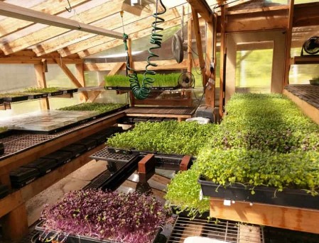 Microgreen farm setups 3 - microgreen farm setups: top 7 innovative designs for optimized growth