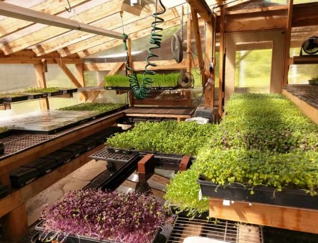 microgreen farm setups 3 - Microgreen Farm Setups: Top 7 Innovative Designs for Optimized Growth