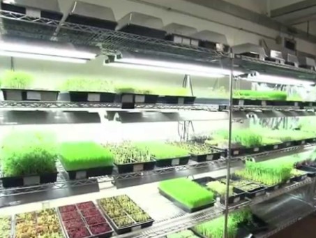 Microgreen farm setups 4 - microgreen farm setups: top 7 innovative designs for optimized growth