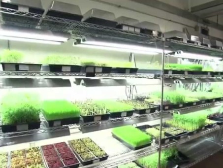 microgreen farm setups 4 - Microgreen Farm Setups: Top 7 Innovative Designs for Optimized Growth