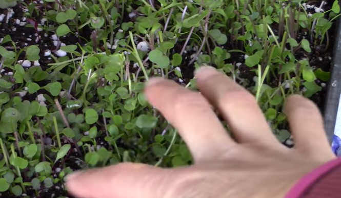 microgreen farm setups 5 - Microgreen Farm Setups: Top 7 Innovative Designs for Optimized Growth