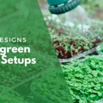 Microgreen farm setups