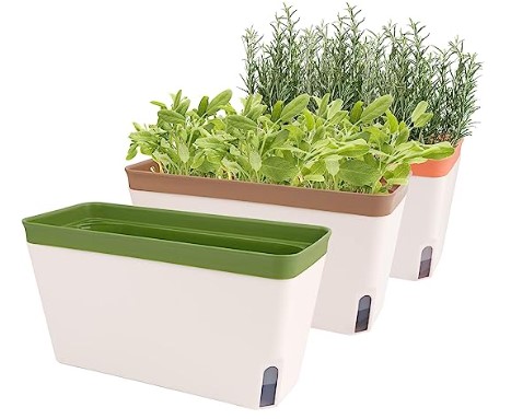 Microgreen garden at home