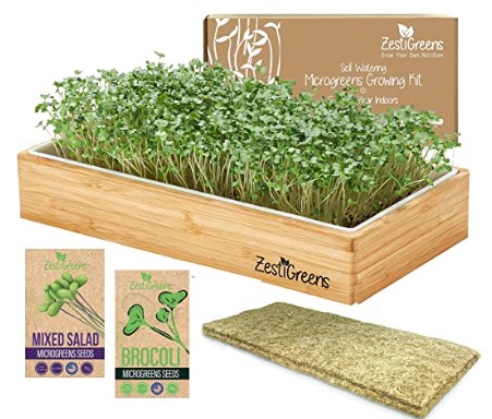 Microgreen garden at home