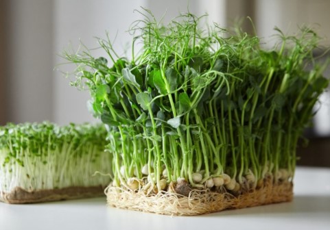 Microgreen garden at home