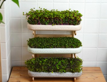 Microgreen garden at home