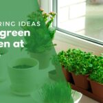 Microgreen garden at home