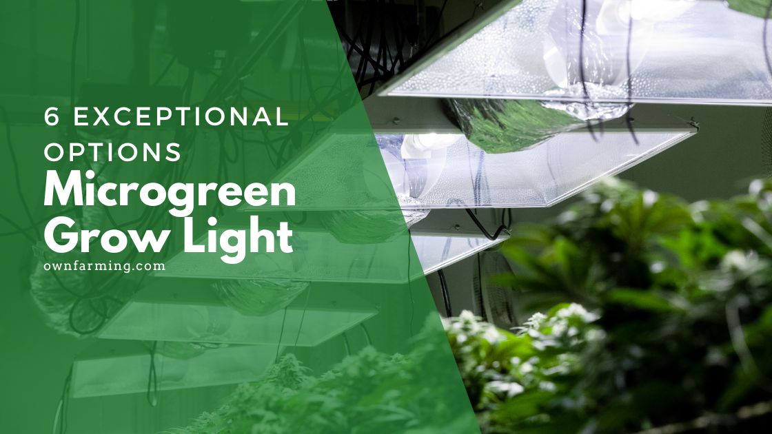 Microgreen grow light