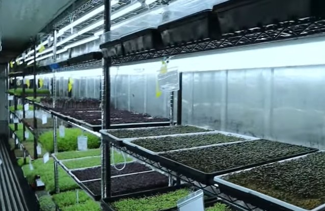 Starting up a microgreen farm