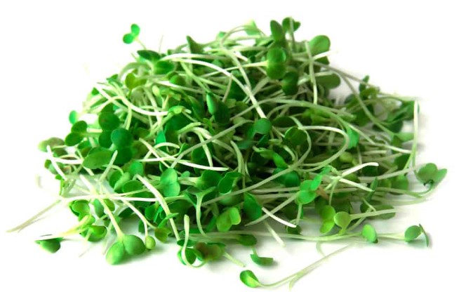 How to harvest microgreen seeds