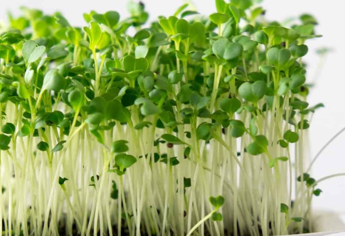 How to harvest microgreen seeds