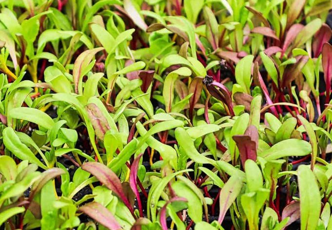 How to Harvest Microgreen Seeds