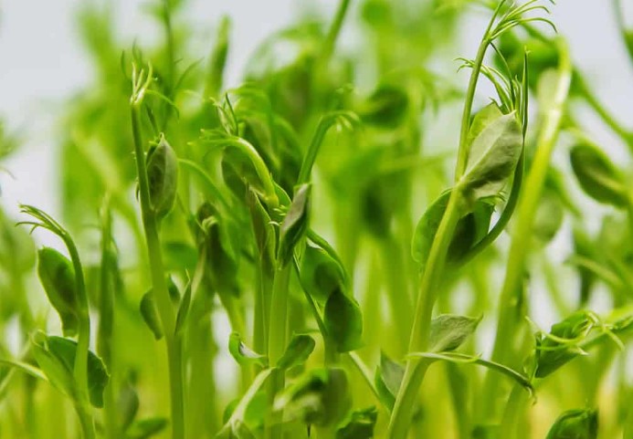 How to Harvest Microgreen Seeds