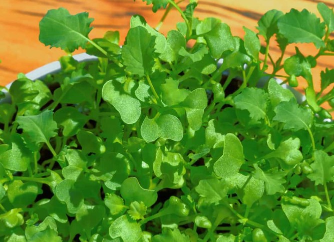 How to Harvest Microgreen Seeds