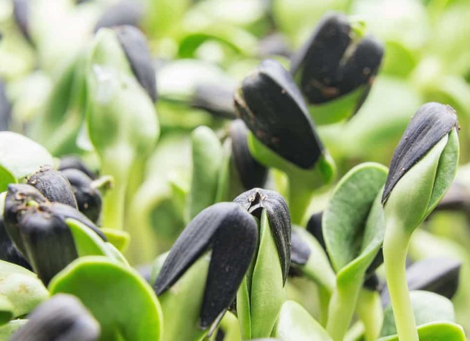 How to Harvest Microgreen Seeds